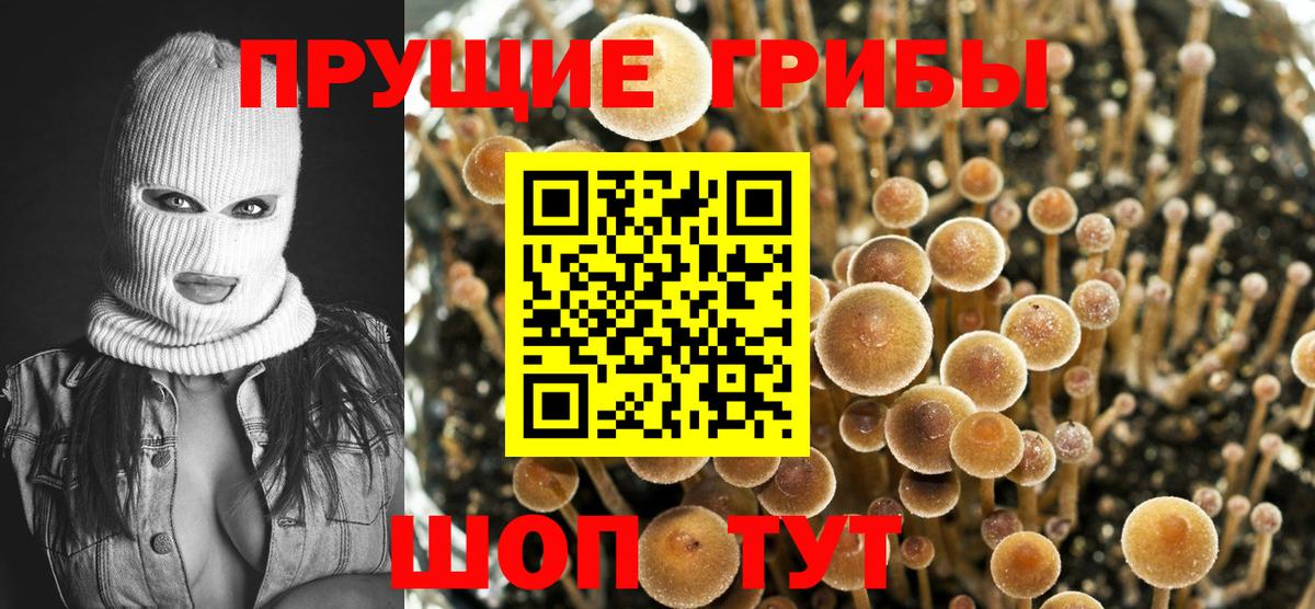 Малгобек  Псилоцибиновые грибы Cubensis  Вход с VPN 